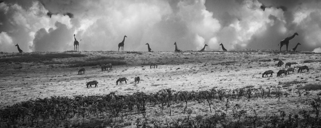 Ridge Line - Judy Lanier